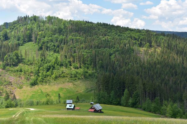 Lykožrútom napadnuté smrekové porasty na Čiernom Balogu