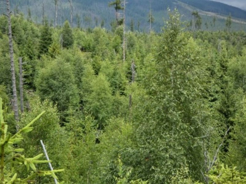 Lesníkmi obnovené kalamitné plochy v TANAP-e na zábere z roku 2016