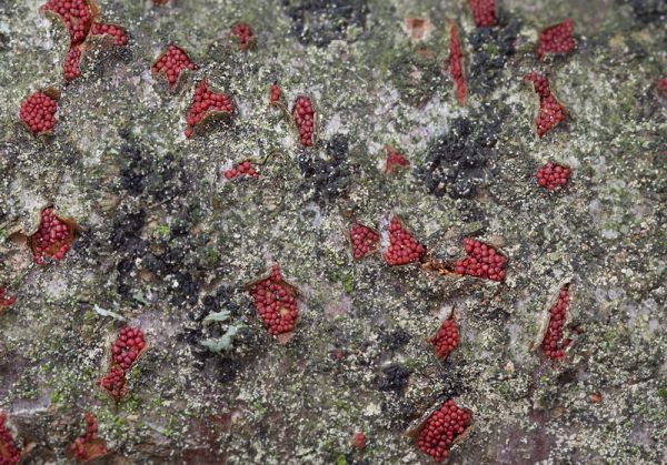 Nectria coccinea