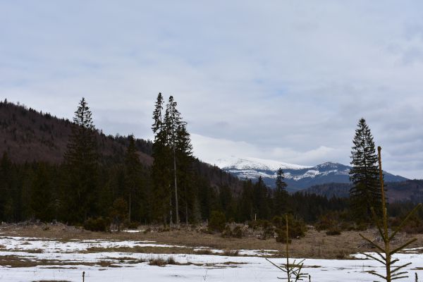 Dolina Trstiany, v pozad&iacute; Kr&aacute;ľova hoľa 