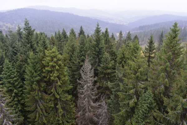 Schnúce stromy v smrečinách, napadnutých podkôrnym hmyzom