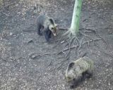 Ilustračn&eacute; foto: FB skupina Medvede na Slovensku. 