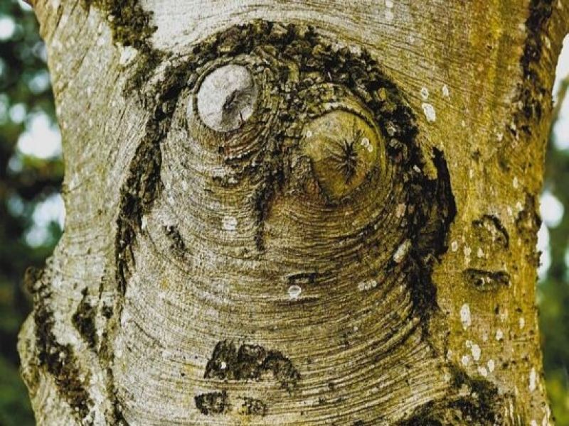 Jedna z v&iacute;ťazn&yacute;ch fotografi&iacute; uplynul&eacute;ho ročn&iacute;ka: Alexandra Chud&aacute; - Aj strom m&aacute; oči 