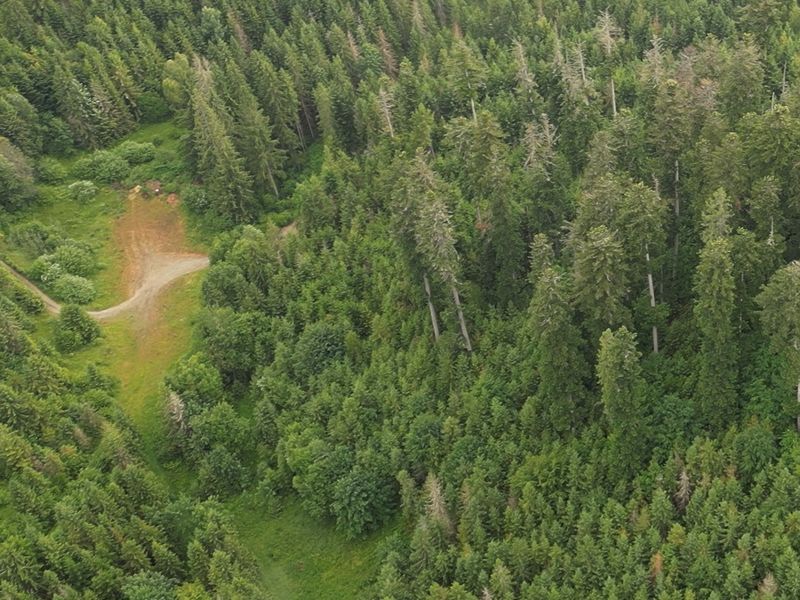 Pohľad z dronu na porasty v Michalovej s po&scaron;kodenou jedľou 
