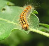 Nebezpečn&aacute; h&uacute;senica mn&iacute;&scaron;ky veľkohlavej