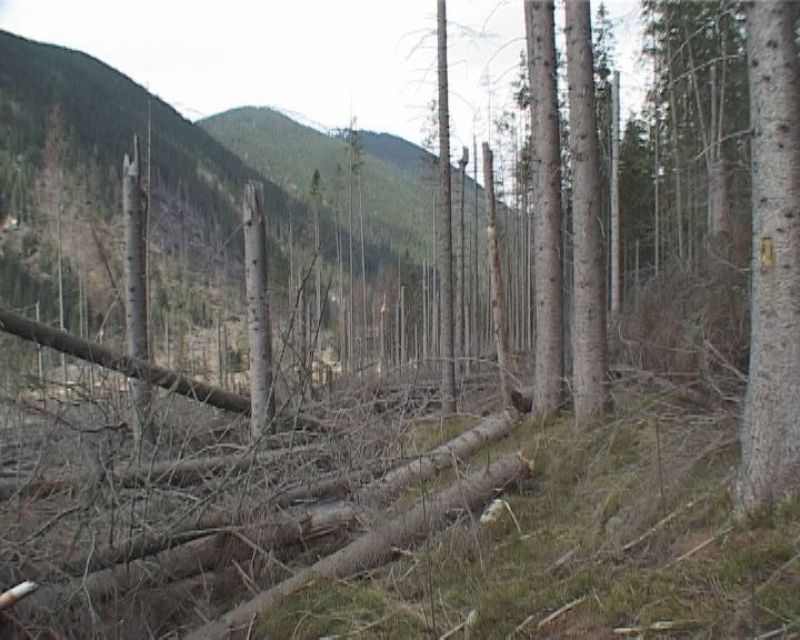 Tichá dolina po novembri 2004