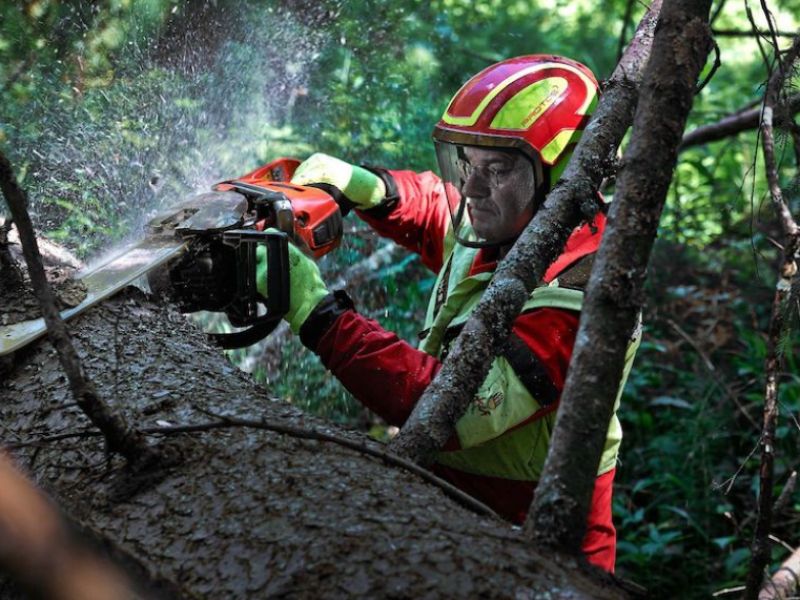 Význam rakúskeho lesníckeho a drevárskeho sektora: Priamo alebo nepriamo zarobí každé desiate euro v krajine