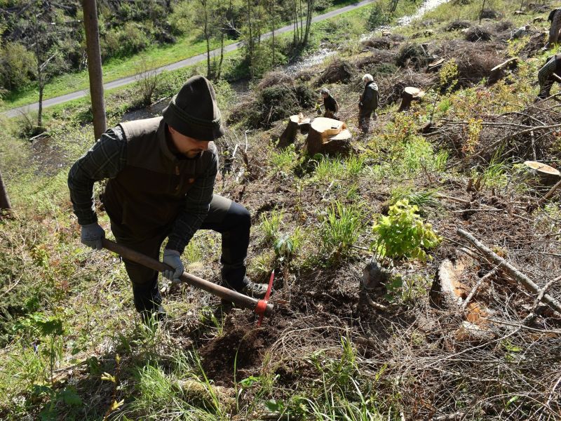 Ilustrační foto: FB stránka LESY SR 