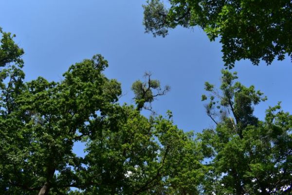 Duby napadnut&eacute; imelovcom eur&oacute;pskym 