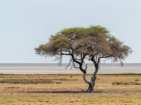 Akácia v africkej savane