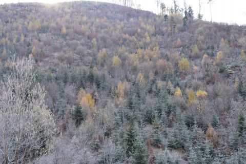 Obnovená kalamitná plocha v lokalite Smrekovica s vysadenými ôsmimi druhmi drevín
