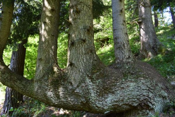 Ilustračn&eacute; foto Jozef Marko