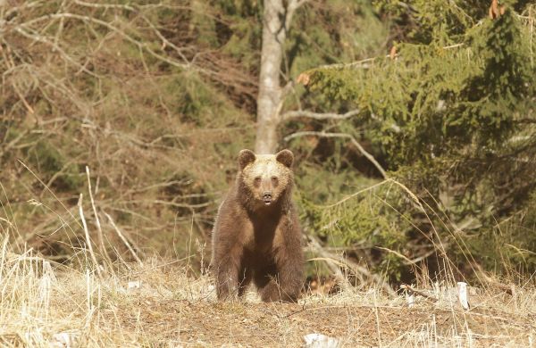 Ilustračn&eacute; foto: FB str&aacute;nka LESY SR 
