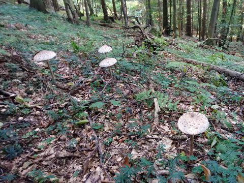 ilustračné foto: Ing. Marek Nosko 