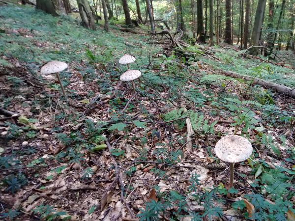 ilustračné foto: Ing. Marek Nosko 