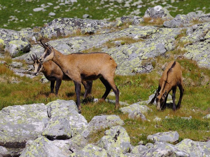 Kamzík vrchovský tatranský 