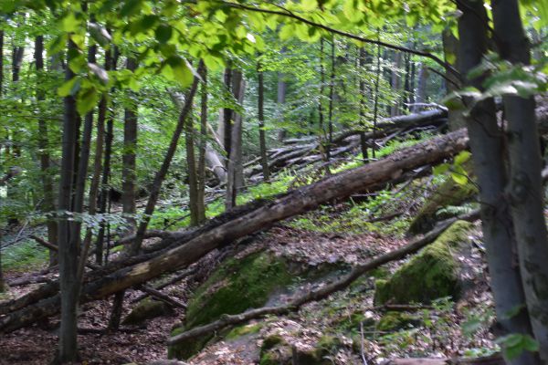 Ilustračn&eacute; foto Jozef Marko