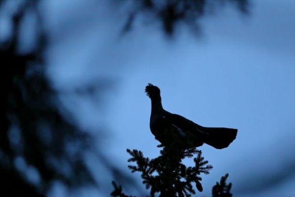 Hluch&aacute;ň h&ocirc;rny 