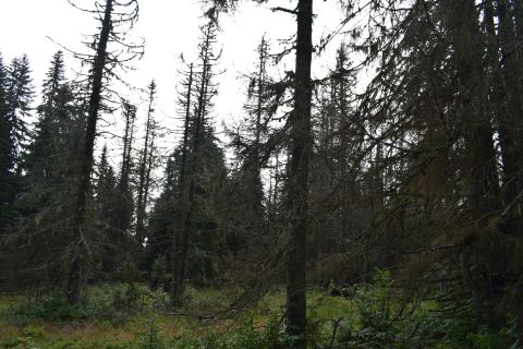 Les ponechaný napospas lykožrútovi