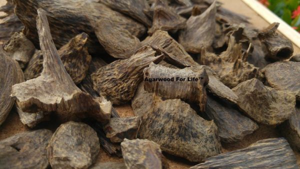 Agarov&eacute; drevo