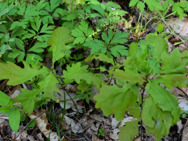 Ilustračné foto: Jozef Marko 