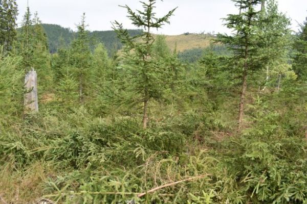 Ilustračn&eacute; foto Jozef Marko