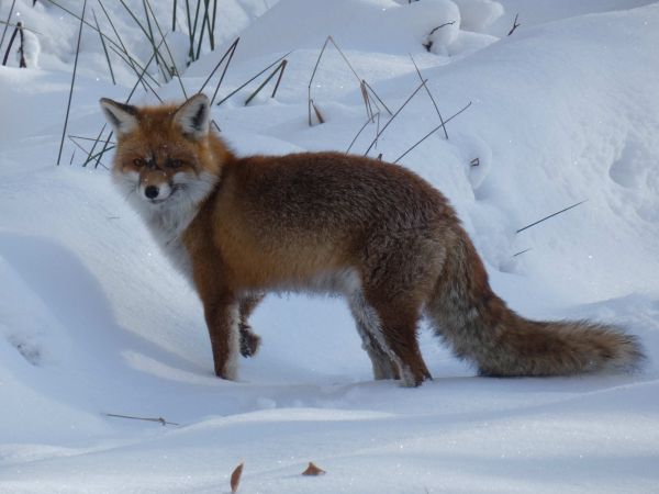 ilustračné foto: Ing. Marek Nosko 