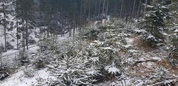 Smrečiny vo v&yacute;bornej kond&iacute;cii v Obecn&yacute;ch lesoch Makov 