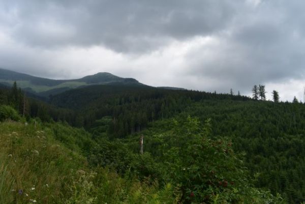 Rozdiahle obnoven&eacute; kalamitn&eacute; plochy pod Kr&aacute;ľovou hoľou 