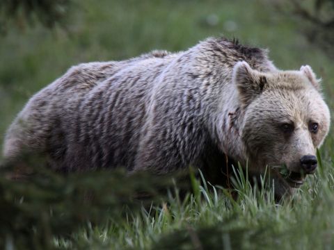 Ilustračné foto: Ing. Pavol Lenko 