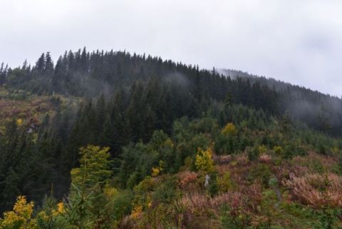 V hornej časti vrchu Slemä sú lykožrútom napadnuté smreky, ktoré budú po odumretí ohrozovať životy a zdravie turistov 