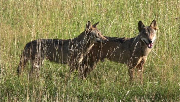 Ilustračné foto Ing. Attila Ambrúš