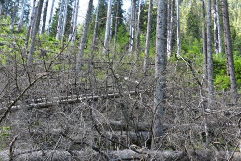 Hnijúce drevo v prírodnej rezervácii 