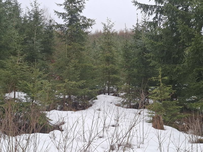 Mlad&eacute; lesn&eacute; porasty na Čertovici 