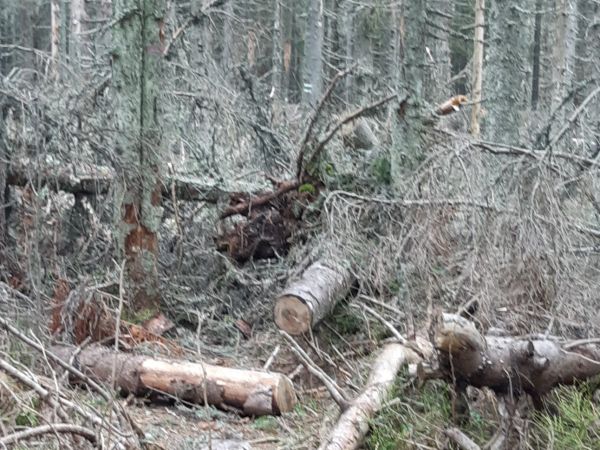 Suchá drevná hmota v bezzásahu 