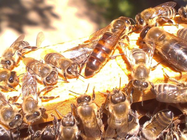 Ilustračné foto: archív Lesmedium.sk 