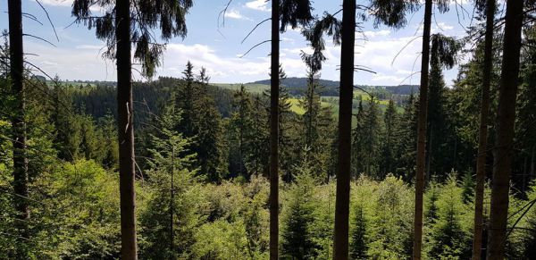 Ilustračn&eacute; foto R&oacute;bert Gomb&aacute;rik