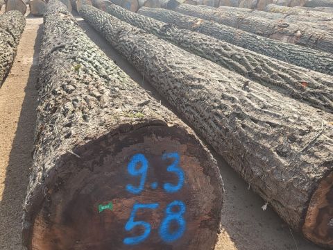 Rekordný výrez orecha čierneho na dražbe 