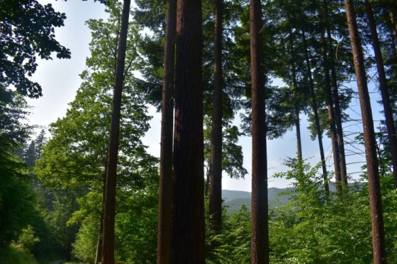 Len zdravý a zelený les môže plniť plnohodnotne všetky celospoločenské funkcie, na tom sa zhodujú odnorná platforma aj Milan Ovseník