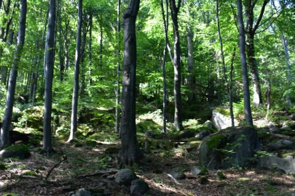 Ilustračn&eacute; foto Jozef Marko