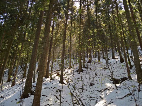 Ilustračné foto: Ing. Peter Chytil 