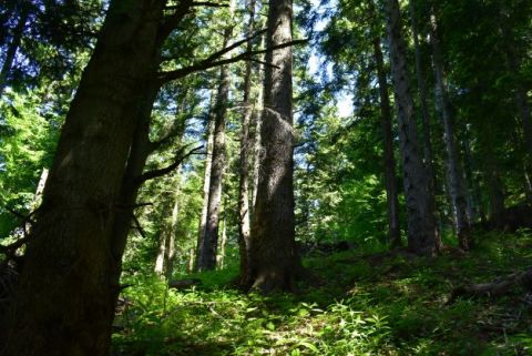 Ukážka lesného porastu v Lesoch mesta Podolínec, kde pôsobí Ing. Pavel Homola 