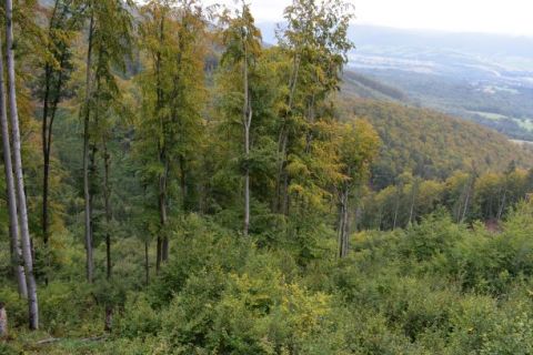 Lesné porasty v Malej Fatre, ktoré vlastnia urbárnici z Turčianskych Kľačian 