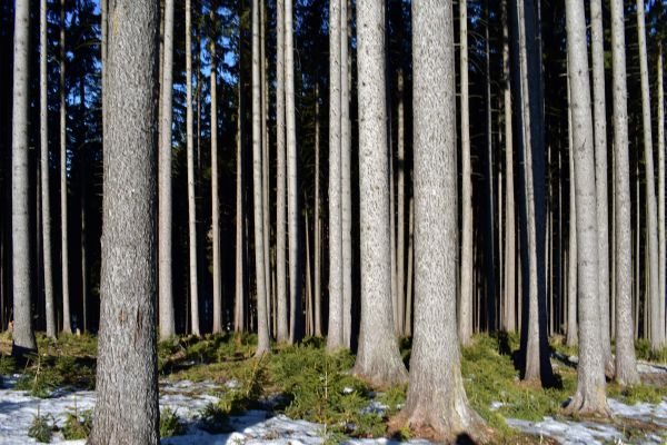 Ilustračné foto: Jozef Marko 