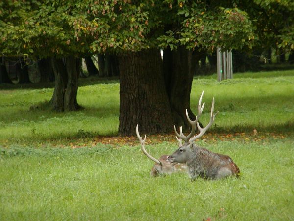 Zdroj: Internetová stránka Lesy ČR
