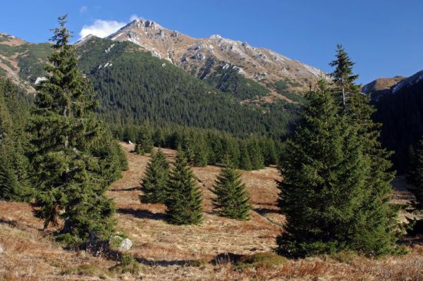 Tatransk&eacute; lesy