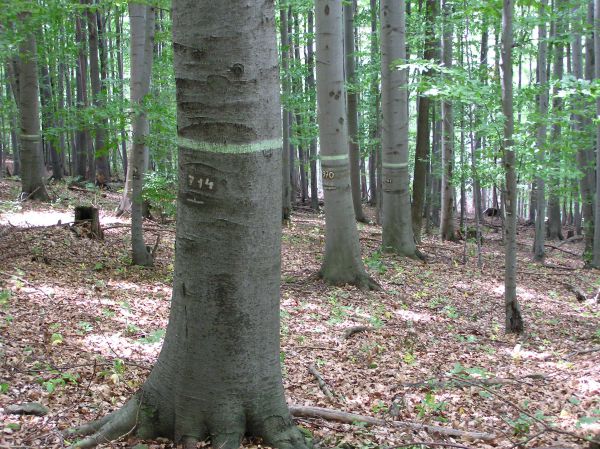 Chcú výhodné úvery aj na kúpu lesa