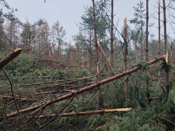 Zdroj: FB str&aacute;nka Mestsk&eacute; lesy Ko&scaron;ice 