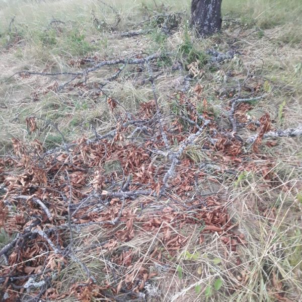 Foto: Ing. Ján Nôžka 