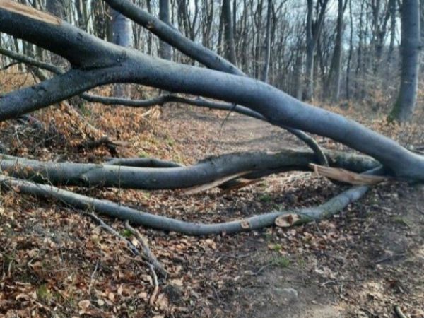 Foto z Devínskej Kobyly: LESY SR 